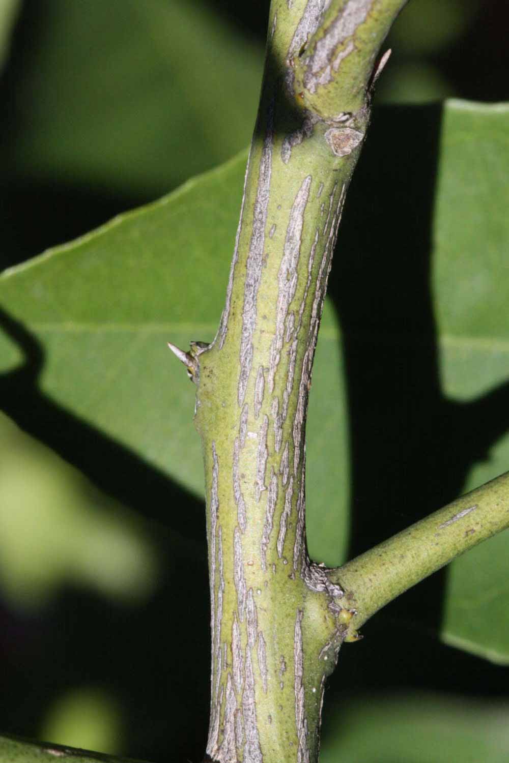              Second - third year twig (Palmer, Riverside, CA)       